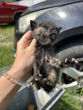 Shelter Stray Female Cat last seen Near N MAIN ST, North District, TX, 355 Hillshire Dr, Haslet, TX 76052, USA