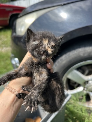 Shelter Stray Female Cat last seen Near N MAIN ST, North District, TX, 355 Hillshire Dr, Haslet, TX 76052, USA
