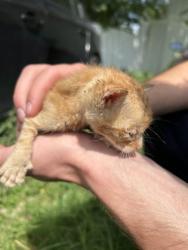Shelter Stray Male Cat last seen Near N MAIN ST, North District, TX, 355 Hillshire Dr, Haslet, TX 76052, USA