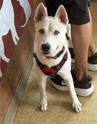 Shelter Stray Male Dog last seen Duncanville Rd / Wintergreen Rd, Duncanville, TX, 1150 E Pleasant Run Rd, Cedar Hill, TX 75104, USA