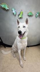 Shelter Stray Female Dog last seen Near N Polk, Desoto, TX, 1150 E Pleasant Run Rd, Cedar Hill, TX 75104, USA
