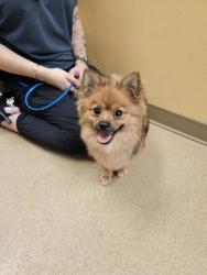 Shelter Stray Female Dog last seen Winco - 800 S Cockrell Hill Rd, Duncanville, TX, 1150 E Pleasant Run Rd, Cedar Hill, TX 75104, USA