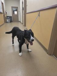Shelter Stray Male Dog last seen little creek and neptune, Cedar Hill, TX, 1150 E Pleasant Run Rd, Cedar Hill, TX 75104, USA