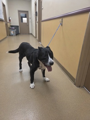 Shelter Stray Male Dog last seen little creek and neptune, Cedar Hill, TX, 1150 E Pleasant Run Rd, Cedar Hill, TX 75104, USA