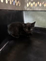Shelter Stray Female Cat last seen Hastings Court, Cedar Hill, TX, 1150 E Pleasant Run Rd, Cedar Hill, TX 75104, USA