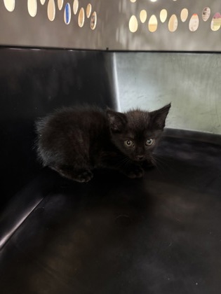Shelter Stray Female Cat last seen Hastings Court, Cedar Hill, TX, 1150 E Pleasant Run Rd, Cedar Hill, TX 75104, USA