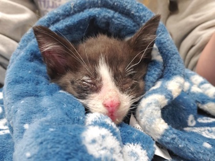 Shelter Stray Female Cat last seen I-75, 43551, OH, 827 Illinois Ave, Maumee, OH 43537, USA