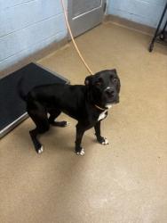 Shelter Stray Female Dog last seen Near Whitney Chase Stone Mountain, 30088, 30088, GA, 3280 Chamblee Dunwoody Rd, Chamblee, GA 30341, USA