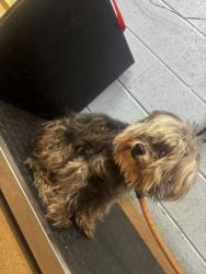 Shelter Stray Female Dog last seen Near N Hairston Rd, Apt 19, Stone Mount., GA 30083, 30083, GA, 3280 Chamblee Dunwoody Rd, Chamblee, GA 30341, USA