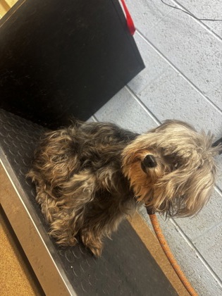 Shelter Stray Female Dog last seen Near N Hairston Rd, Apt 19, Stone Mount., GA 30083, 30083, GA, 3280 Chamblee Dunwoody Rd, Chamblee, GA 30341, USA