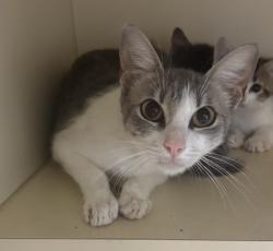 Shelter Stray Female Cat last seen Near North Indian Creek Drive, Clarkston, GA, 30021, 30021, GA, 3280 Chamblee Dunwoody Rd, Chamblee, GA 30341, USA