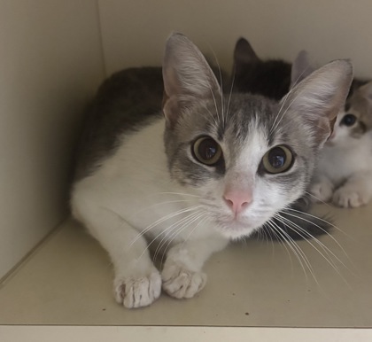 Shelter Stray Female Cat last seen Near North Indian Creek Drive, Clarkston, GA, 30021, 30021, GA, 3280 Chamblee Dunwoody Rd, Chamblee, GA 30341, USA