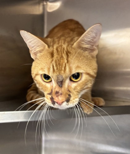 Shelter Stray Male Cat last seen , 30088, GA, 3280 Chamblee Dunwoody Rd, Chamblee, GA 30341, USA