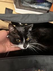 Shelter Stray Male Cat last seen Near Lakeshore Dr, Avondale Estates, GA 30002, 30002, GA, 3280 Chamblee Dunwoody Rd, Chamblee, GA 30341, USA