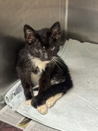 Shelter Stray Male Cat last seen Near Old Front St. 3, 30083, GA, 3280 Chamblee Dunwoody Rd, Chamblee, GA 30341, USA