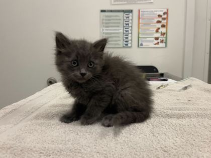 Shelter Stray Male Cat last seen MLK Jr Blvd and Manchester Ave, KCMO 64130, 64130, MO, 7077 Elmwood Ave, Kansas City, MO 64132, USA