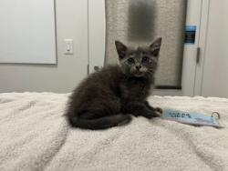 Shelter Stray Female Cat last seen MLK Jr Blvd and Manchester Ave, KCMO 64130, 64130, MO, 7077 Elmwood Ave, Kansas City, MO 64132, USA