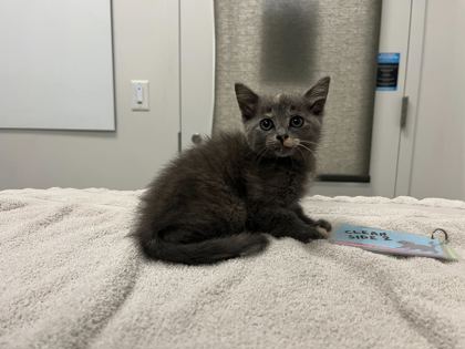 Shelter Stray Female Cat last seen MLK Jr Blvd and Manchester Ave, KCMO 64130, 64130, MO, 7077 Elmwood Ave, Kansas City, MO 64132, USA