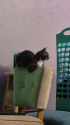 Lost Female Cat last seen Near st clair rd, Idaho Falls, ID 83404
