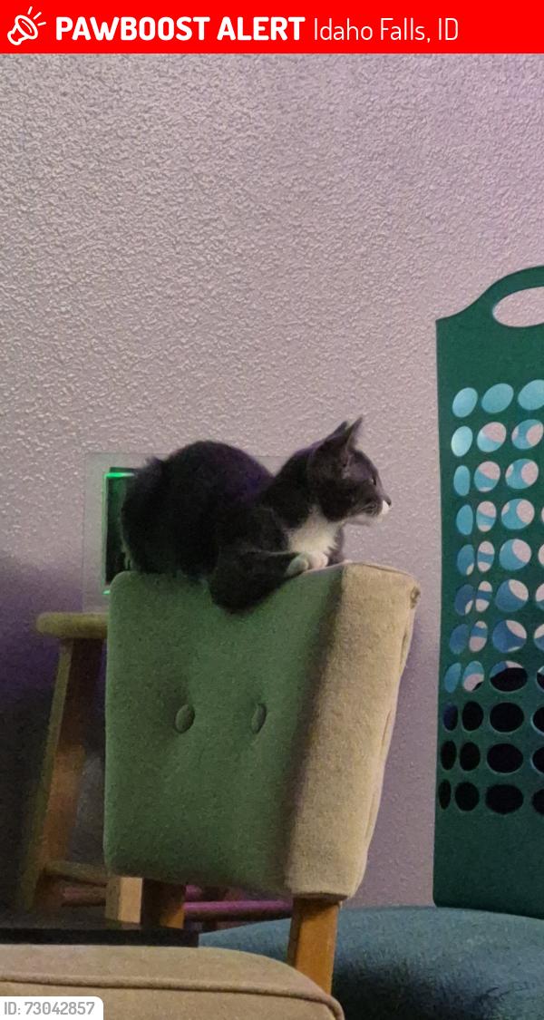 Lost Female Cat last seen Near st clair rd, Idaho Falls, ID 83404