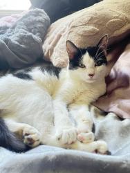 Lost Female Cat last seen brick wood, Petersburg, VA 23803