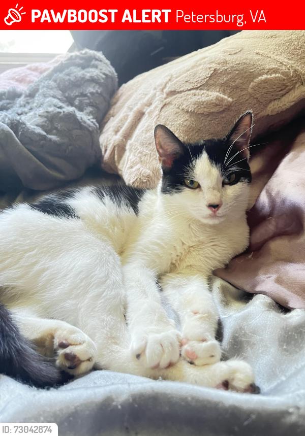 Lost Female Cat last seen brick wood, Petersburg, VA 23803