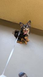 Reunited Male Dog last seen Alessandro Blvd, Moreno Valley, CA, USA, Moreno Valley, CA 92551