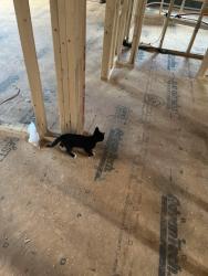 Found/Stray Unknown Cat last seen Palmer estates subdivision off Lower Palmer Rd, Rowan County, NC 28146