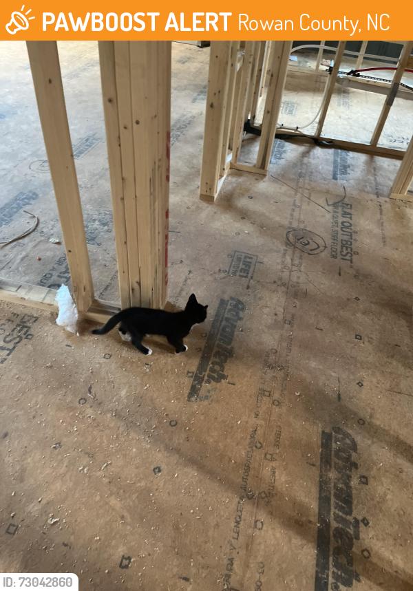 Found/Stray Unknown Cat last seen Palmer estates subdivision off Lower Palmer Rd, Rowan County, NC 28146