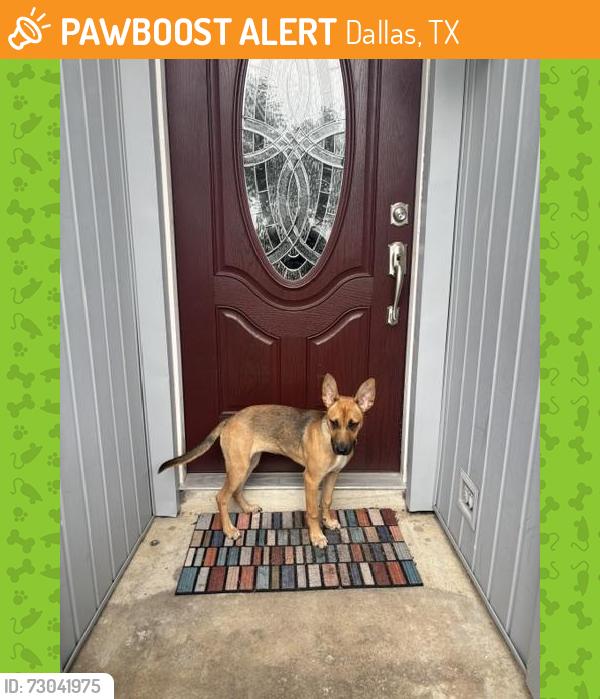 Found/Stray Female Dog last seen Victor St. and North Augusta, Dallas, TX 75214