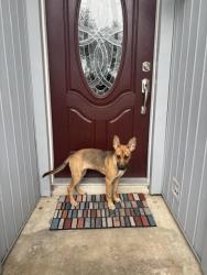 Found/Stray Female Dog last seen Victor St. and North Augusta, Dallas, TX 75214