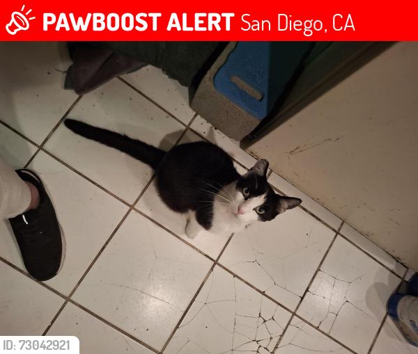 Lost Male Cat last seen Armstrong , San Diego, CA 92111