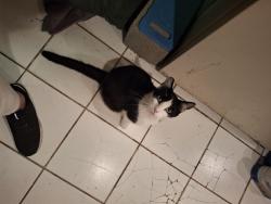 Lost Male Cat last seen Armstrong , San Diego, CA 92111
