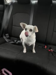 Lost Female Dog last seen Fretz & Bryan, Edmond, OK 73003