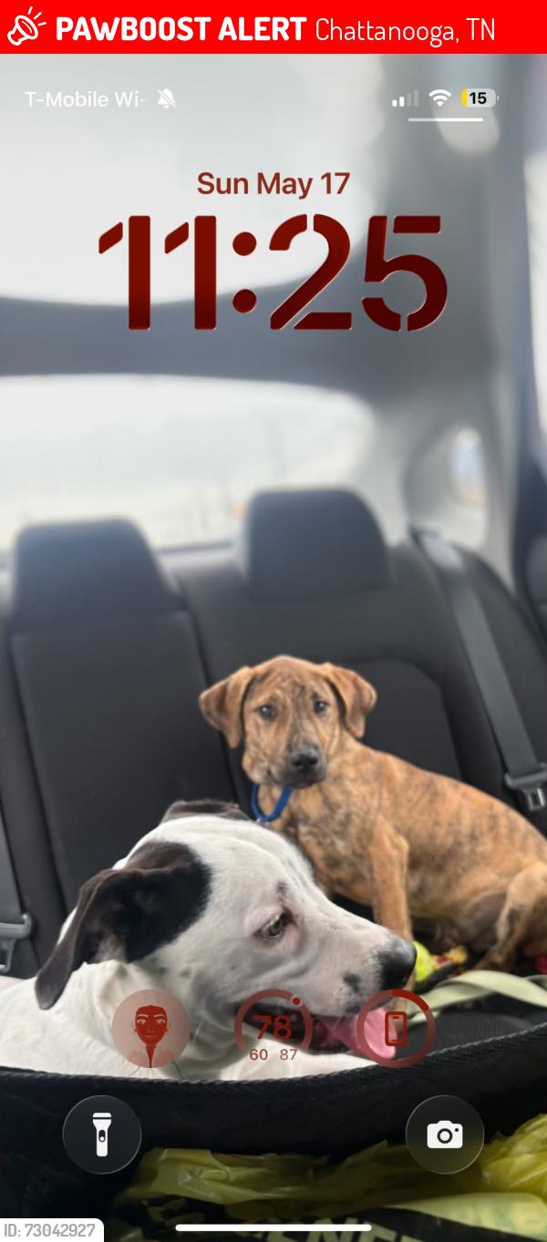 Lost Male Dog last seen Near Runyan drive, Chattanooga, TN 37405