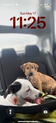 Lost Male Dog last seen Near Runyan drive, Chattanooga, TN 37405