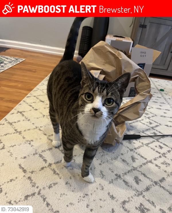 Lost Female Cat last seen Village Drive and Blackberry Drive, Brewster, NY 10509