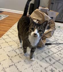Lost Female Cat last seen Village Drive and Blackberry Drive, Brewster, NY 10509