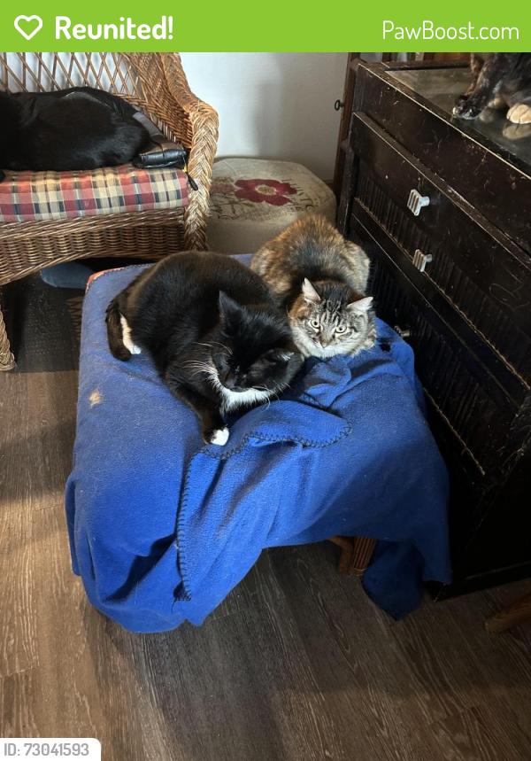 Reunited Male Cat last seen Near Enclave, Conroe, TX 77384