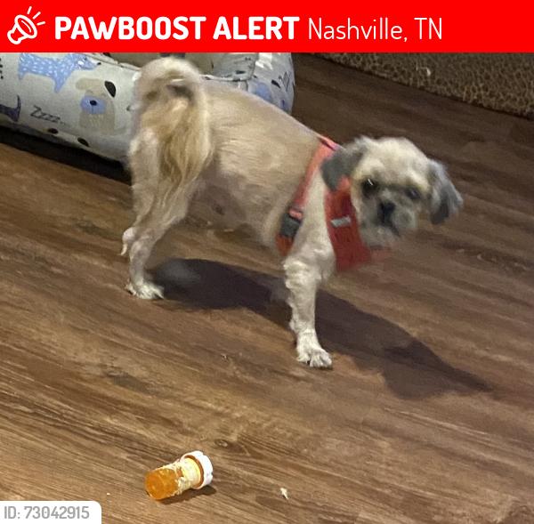 Lost Female Dog last seen Old hickory blvd area behind piggly Wiggly, Nashville, TN 37138
