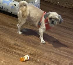 Lost Female Dog last seen Old hickory blvd area behind piggly Wiggly, Nashville, TN 37138