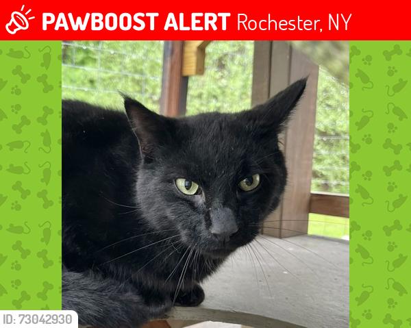 Lost Male Cat last seen Atlantic and Culver, Rochester, NY 14609