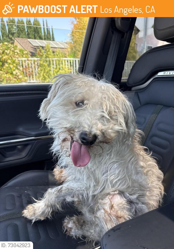 Found/Stray Male Dog last seen On Balboa in front of Lyons Dry Cleaners, Los Angeles, CA 91344