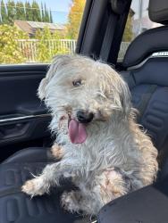 Found/Stray Male Dog last seen On Balboa in front of Lyons Dry Cleaners, Los Angeles, CA 91344