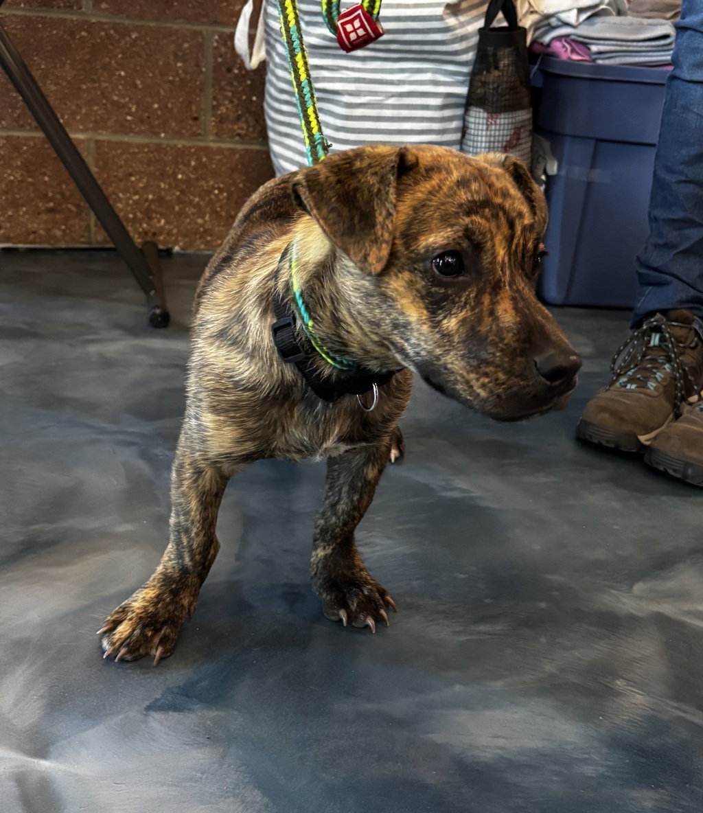 Shelter Stray Male Dog last seen Near Stanley Avenue, PONTIAC, MI, 48340, 1200 N Telegraph Building 42E, Pontiac, MI 48340, USA