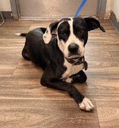 Shelter Stray Male Dog last seen California Street, Imperial Beach, CA, 91932, 5500 Gaines St, San Diego, CA 92110, USA