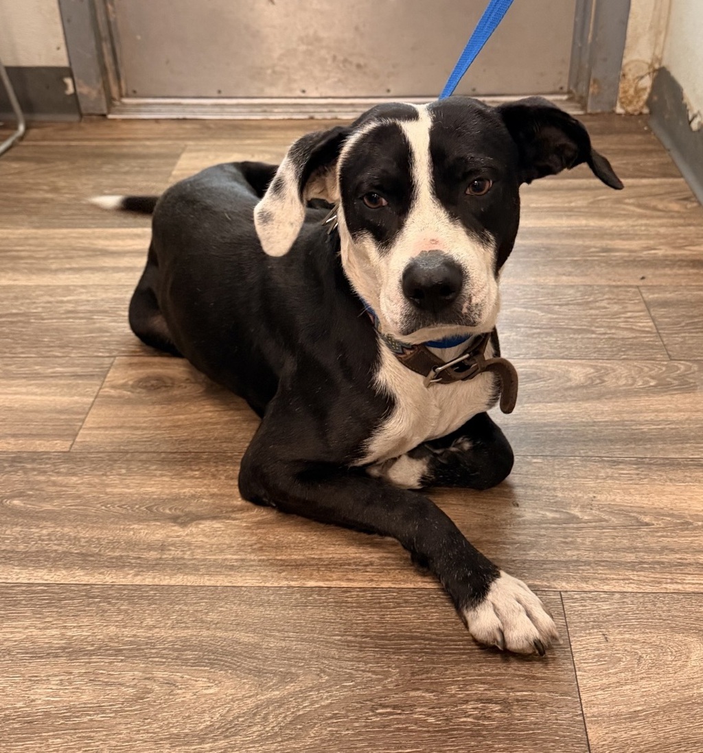 Shelter Stray Male Dog last seen California Street, Imperial Beach, CA, 91932, 5500 Gaines St, San Diego, CA 92110, USA