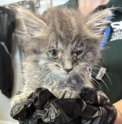 Shelter Stray Male Cat last seen Near N Redwood Road, SALT LAKE CITY, UT, 84116, 511 W 3900 S, Salt Lake City, UT 84123, USA