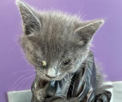 Shelter Stray Female Cat last seen Near N Redwood Road, SALT LAKE CITY, UT, 84116, 511 W 3900 S, Salt Lake City, UT 84123, USA