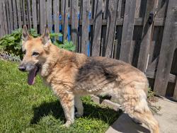 Reunited Female Dog last seen Near W. addison st by the Shabbona Park field House, Chicago, IL 60634